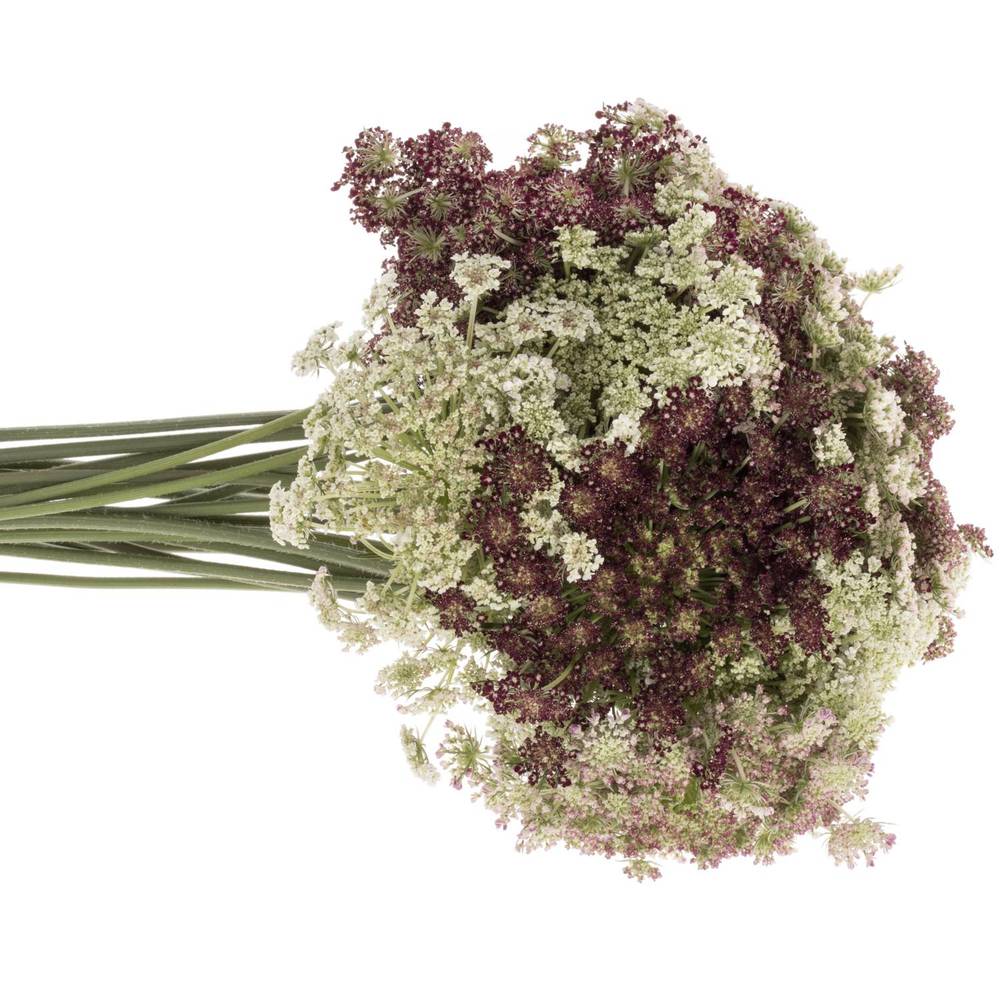 Dille rot/creme Daucus Carota 80cm