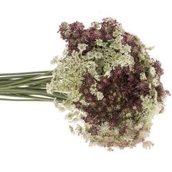 Dille rot/creme Daucus Carota 80cm