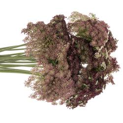 Dille rot/creme Daucus Carota 80cm