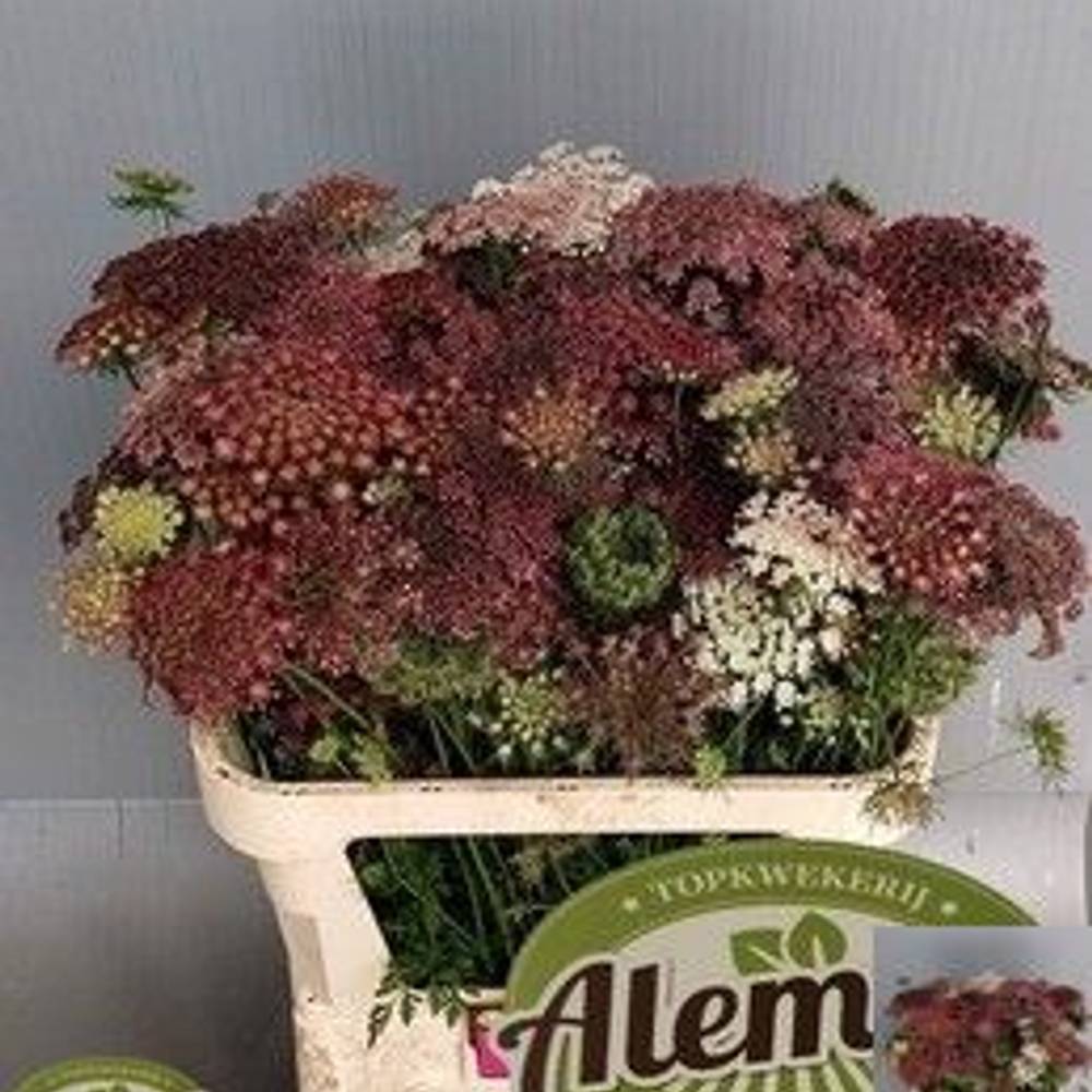 Dille rot/creme Daucus Carota 80cm