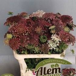 Dille rot/creme Daucus Carota 80cm