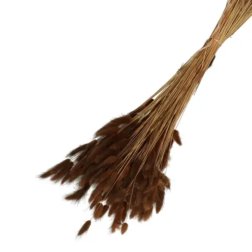 Trocken Lagurus braun L65cm 100gr