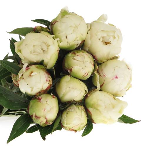 Pfingstrose creme/rosa Kelways 40cm