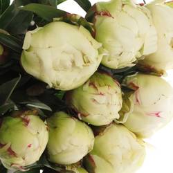 Pfingstrose creme/rosa Kelways 40cm