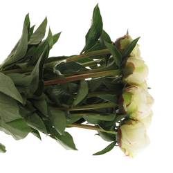 Pfingstrose creme/rosa Kelways 40cm