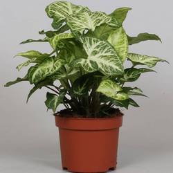 Syngonium Arrow  T12 H25