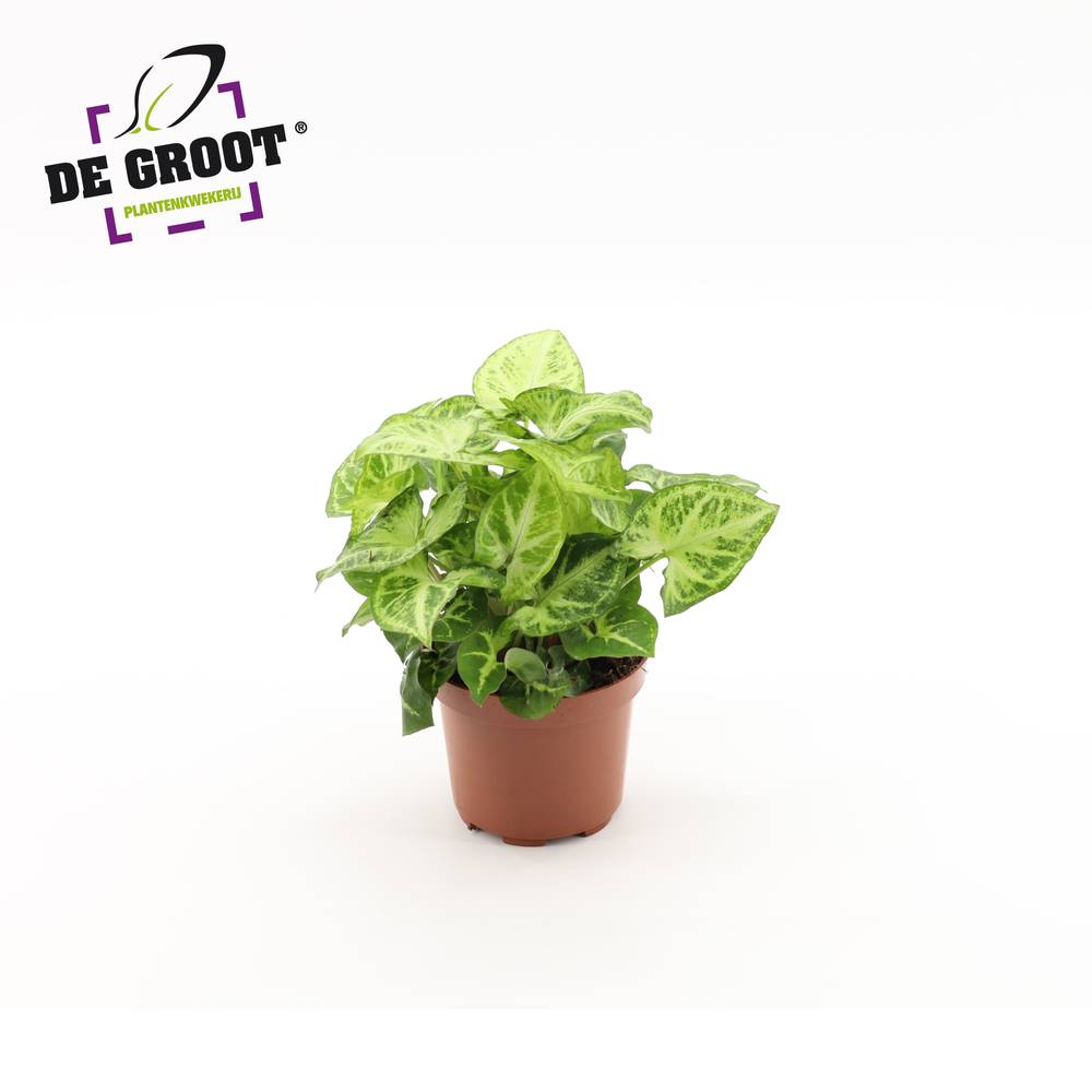 Syngonium Arrow  T12 H25