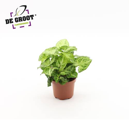 Syngonium Arrow  T12 H25