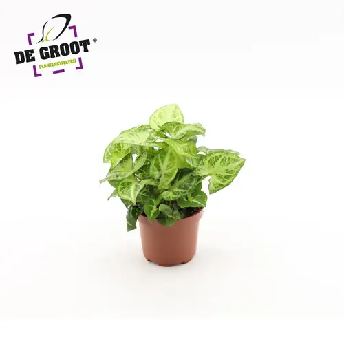 Syngonium Arrow  T12 H25