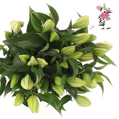 Lilie orientalisch rosa Sorbonne 4+Blüte 80cm