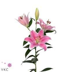 Lilie orientalisch rosa Sorbonne 4+Blüte 80cm