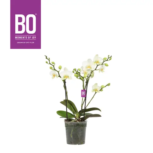 Phal.2-R weiss Bo T12 H045