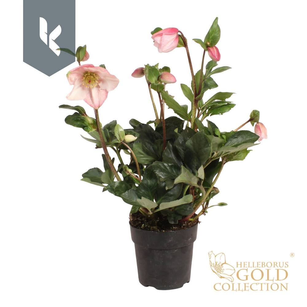 Helleborus HGC Winter Ballet hell rosa Grossb. T15 H050