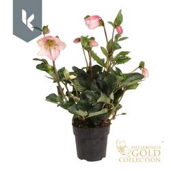 Helleborus HGC Winter Ballet hell rosa Grossb. T15 H050