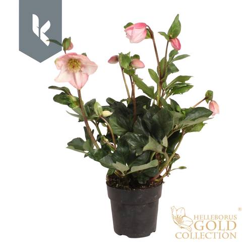 Helleborus HGC Winter Ballet hell rosa Grossb. T15 H050