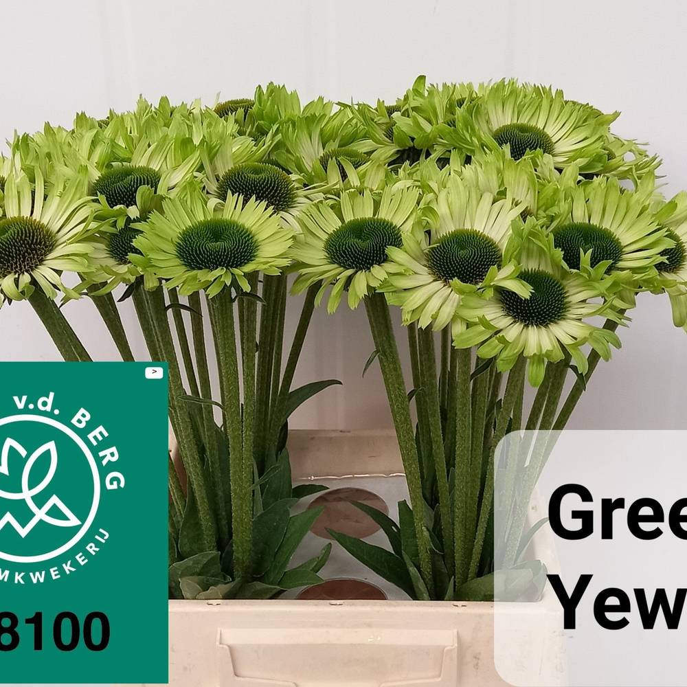 Rudbeccia grün Green Jewel 50cm