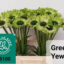 Rudbeccia grün Green Jewel 50cm
