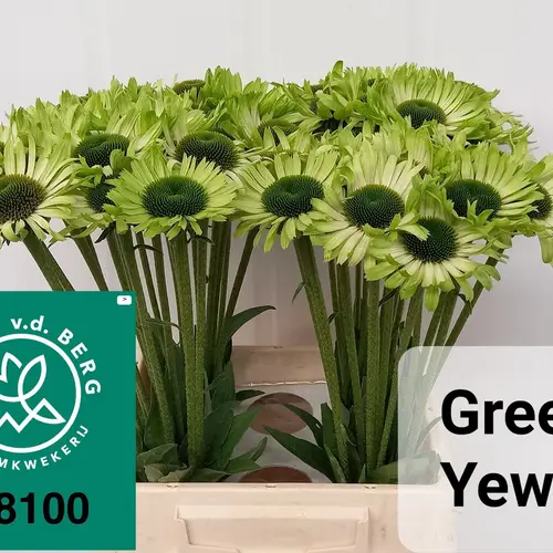 Rudbeccia grün Green Jewel 50cm