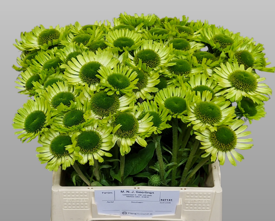 Rudbeckia grün Green Jewel 95cm