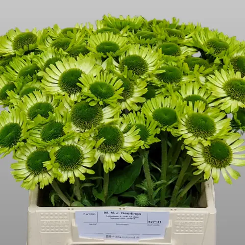 Rudbeckia grün Green Jewel 95cm