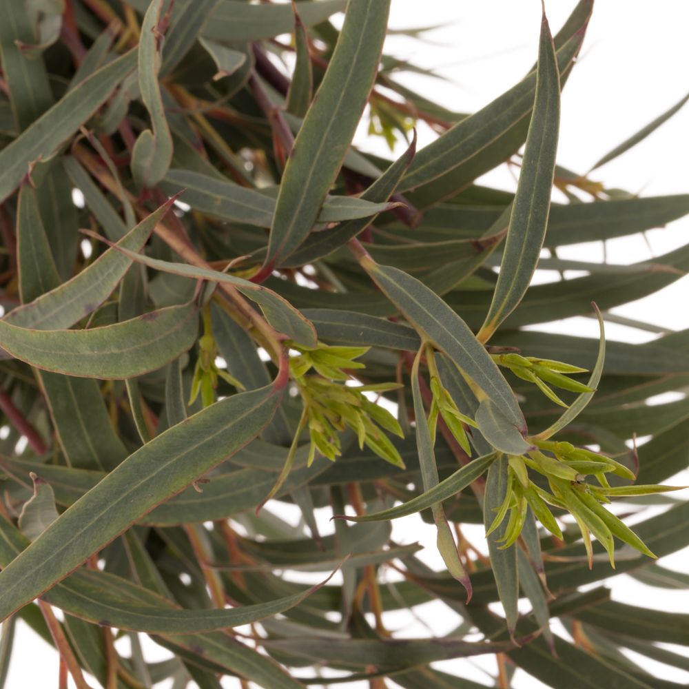 Populus grün Domenichina 200 Gramm 65cm