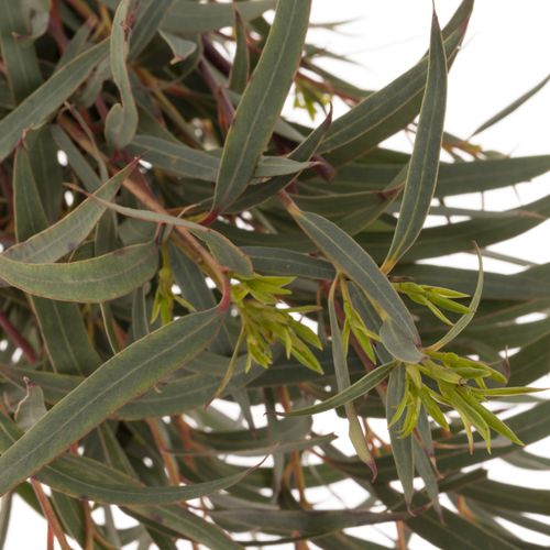 Populus grün Domenichina 200 Gramm 65cm