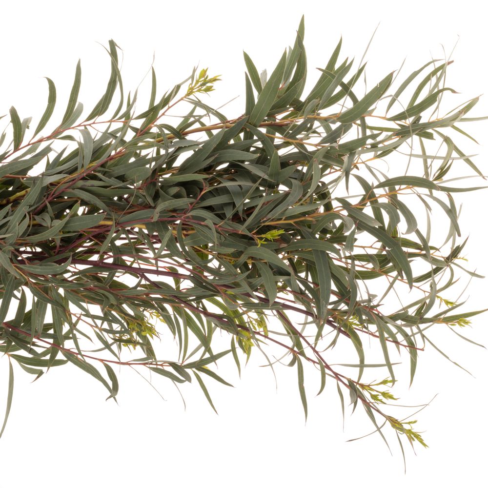 Populus grün Domenichina 200 Gramm 65cm