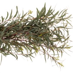 Populus grün Domenichina 200 Gramm 65cm