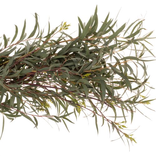 Populus grün Domenichina 200 Gramm 65cm