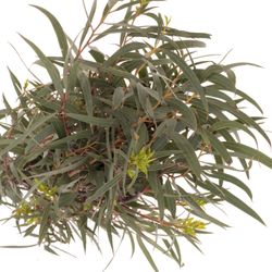 Populus grün Domenichina 200 Gramm 65cm