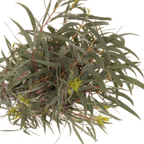 Populus grün Domenichina 200 Gramm 65cm