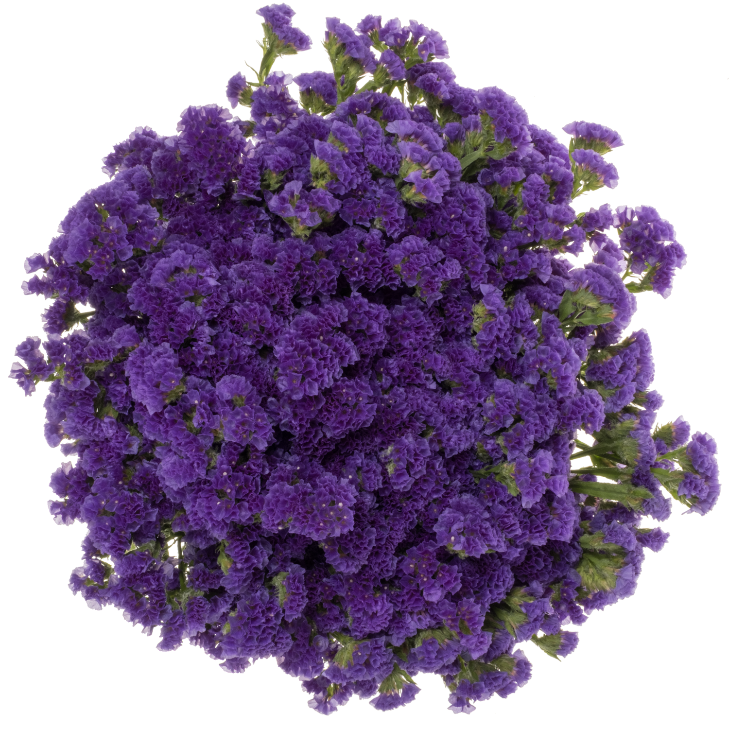 Statice violett Crystal Dark Blue 38 Gramm 70cm