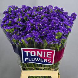 Statice blau Crystal Dark Blue 37Gramm 70cm