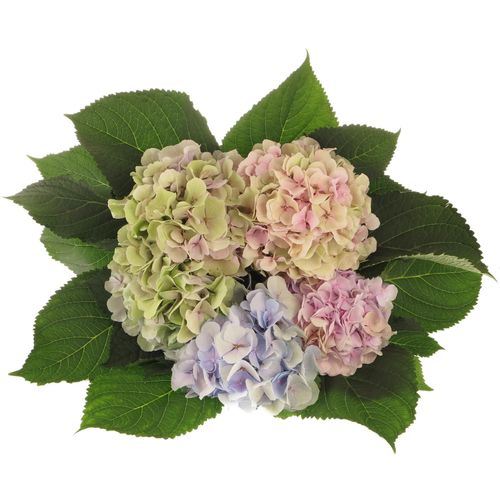 Hortensie mix Pastel Verena 80cm