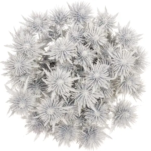Distel weiss Magnetar Schnee gefärbt 40cm