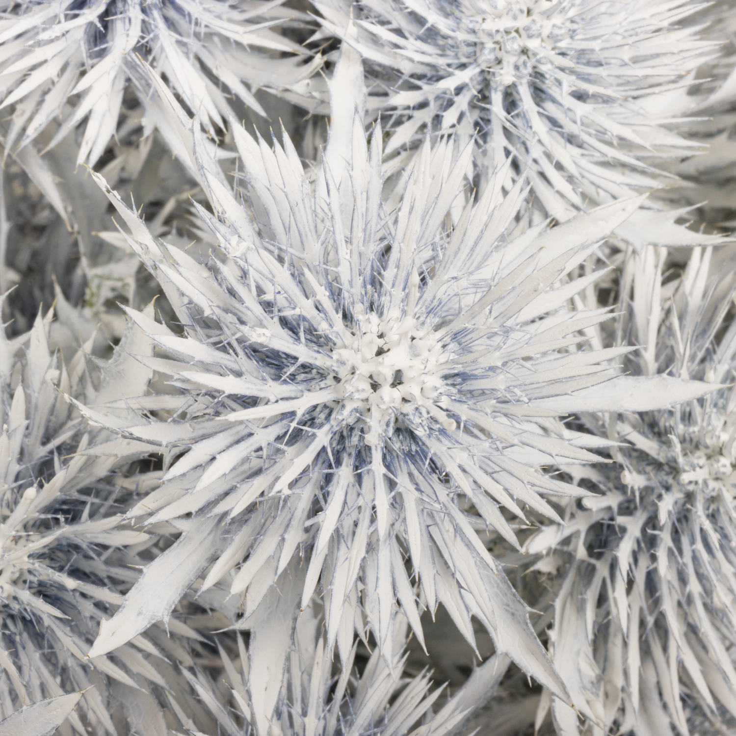 Distel weiss Magnetar Schnee gefärbt 40cm