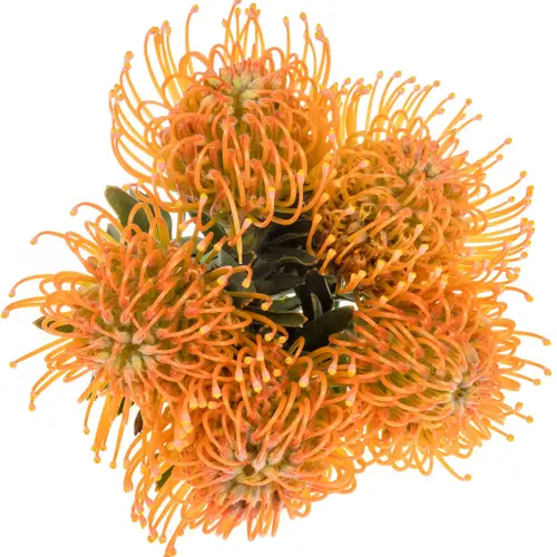 Nutans orange/apricot Ayoba Peach 60cm