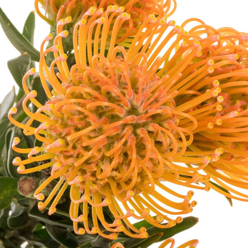 Nutans orange/apricot Ayoba Peach 60cm