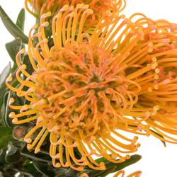 Nutans orange/apricot Ayoba Peach 60cm