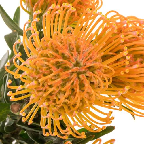 Nutans orange/apricot Ayoba Peach 60cm