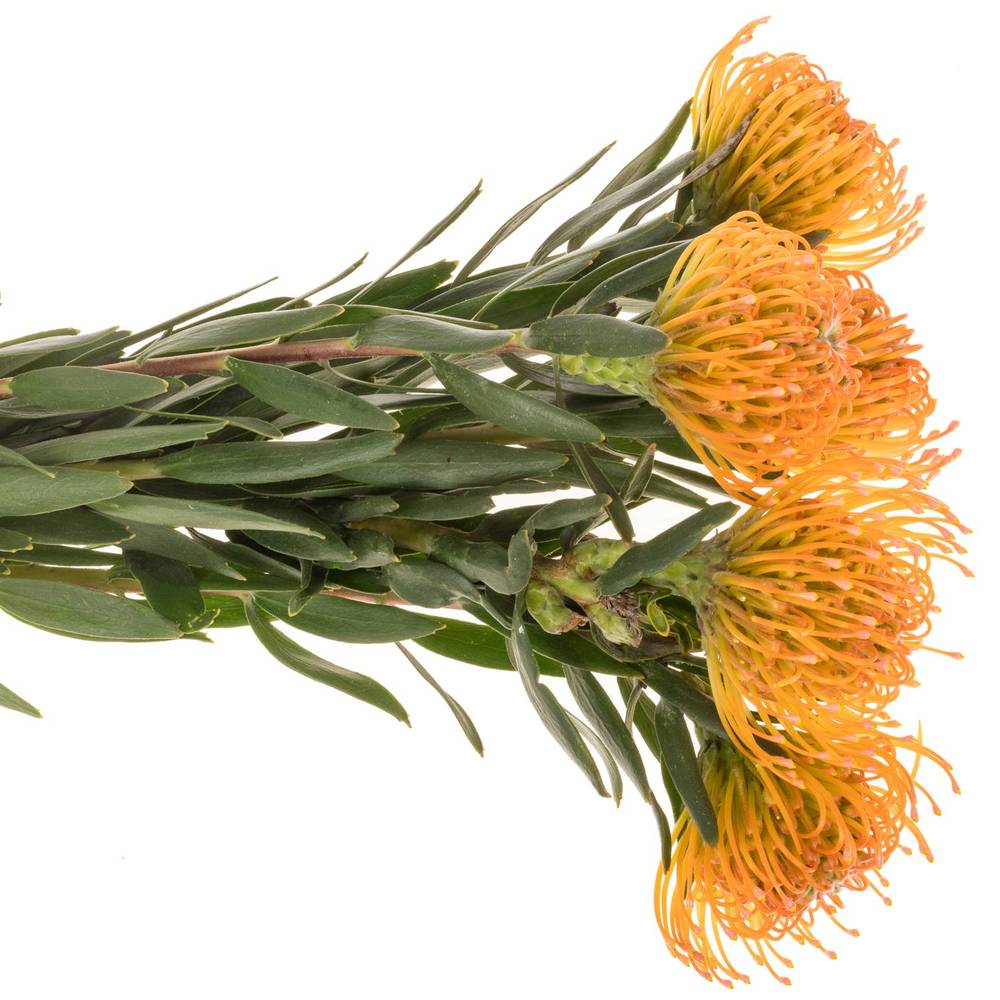 Nutans orange/apricot Ayoba Peach 60cm