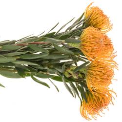 Nutans orange/apricot Ayoba Peach 60cm