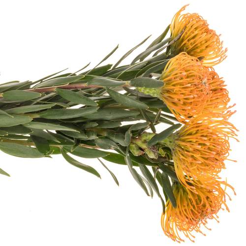 Nutans orange/apricot Ayoba Peach 60cm