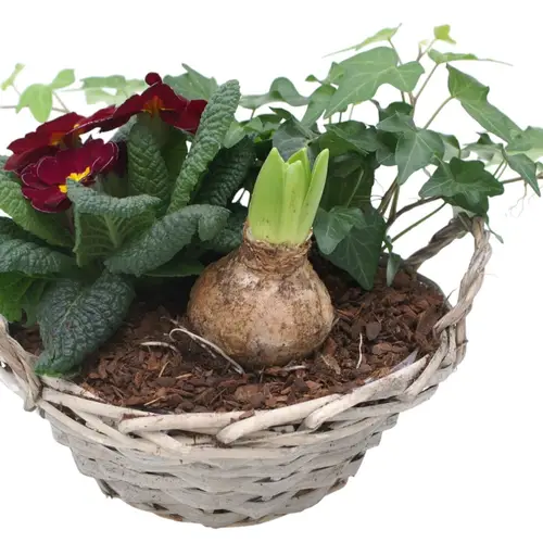 Garten.Arr im Korb 573 T19 H015