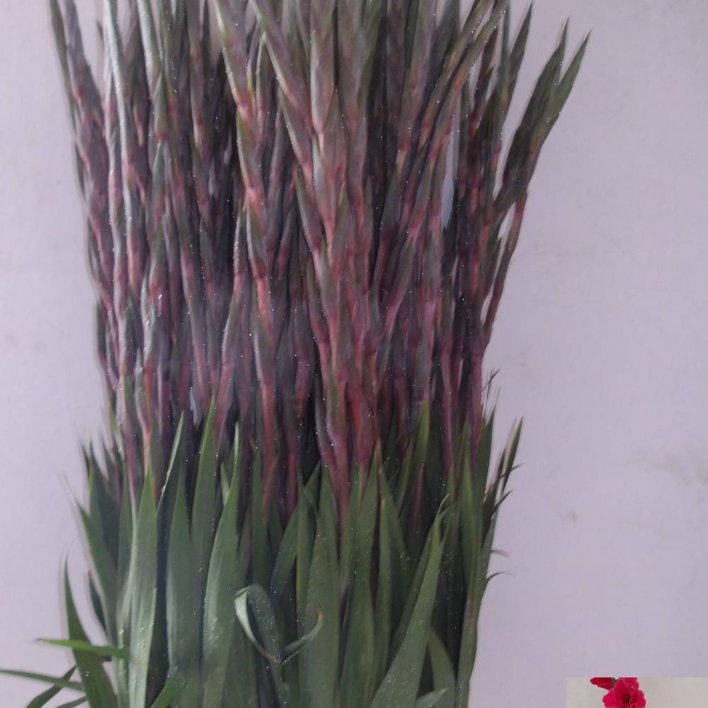 Gladiole rosa Fairytale Pink 120 cm Extra lang