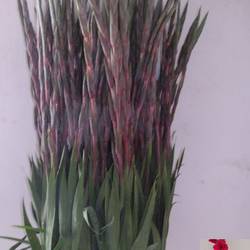 Gladiole rosa Fairytale Pink 120 cm Extra lang