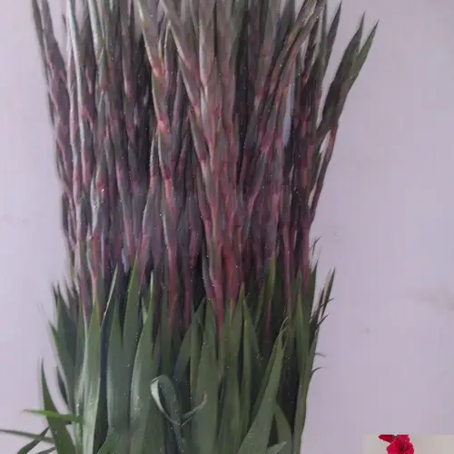 Gladiole rosa Fairytale Pink 120 cm Extra lang