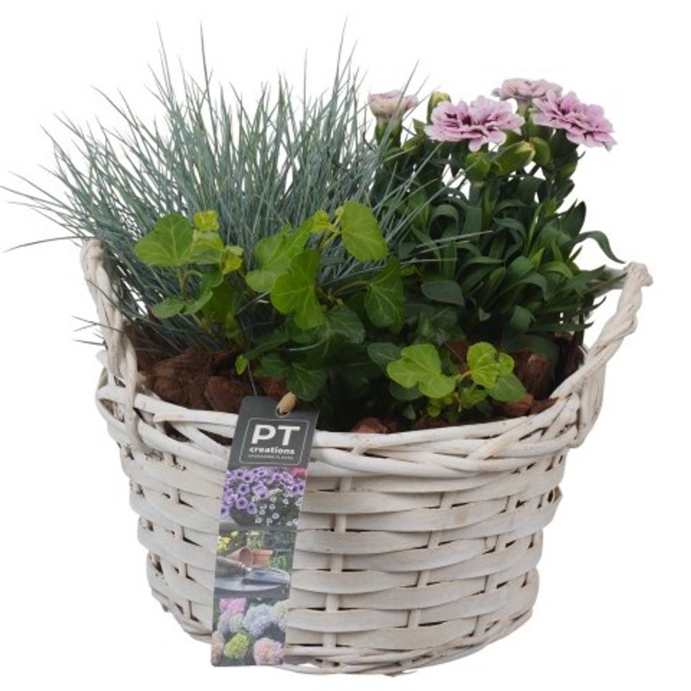 Garten.Arr PTSO8316 T20 H022