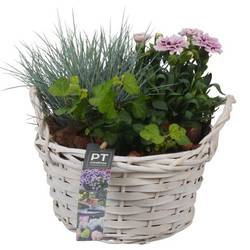Garten.Arr PTSO8316 T20 H022