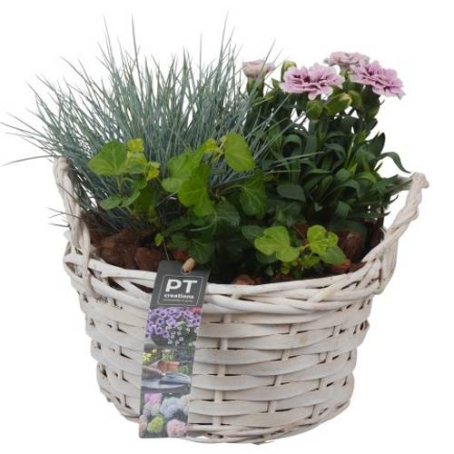 Garten.Arr PTSO8316 T20 H022